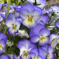 Pansy pansy violet