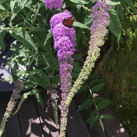 Butterfly bush