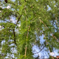 European Larch