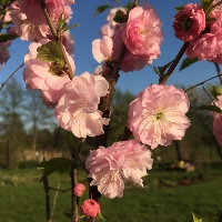 Flowering Almond