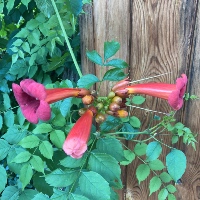 Trumpet Vine