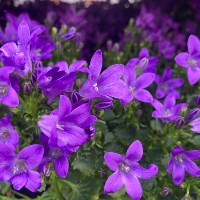 Dzwonek dalmatyński