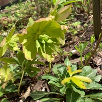 Lenten rose