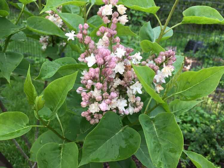 Syringa