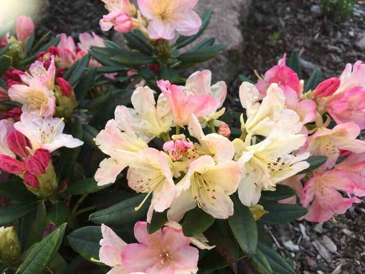 Rhododendron