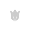 Różanecznik `Anemonum`