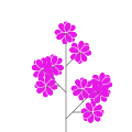 Common lilac `Belle de Nancy`
