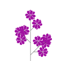 Common lilac `Archevêque`