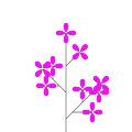 Common lilac `Amethyst`