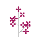 Common lilac `Gortenziya`