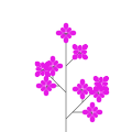 Common lilac `Indiya`