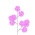 Common lilac `Jonkheer G.P. van Tets`
